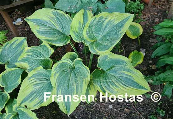 Hosta Stag's Leap 